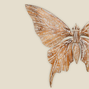 #NaturalButterflyWings